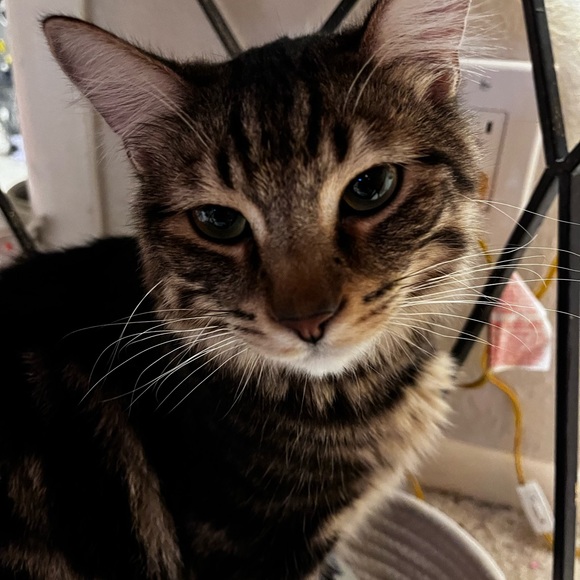 Meet your Posher, Hannah - Picture 1 of 1